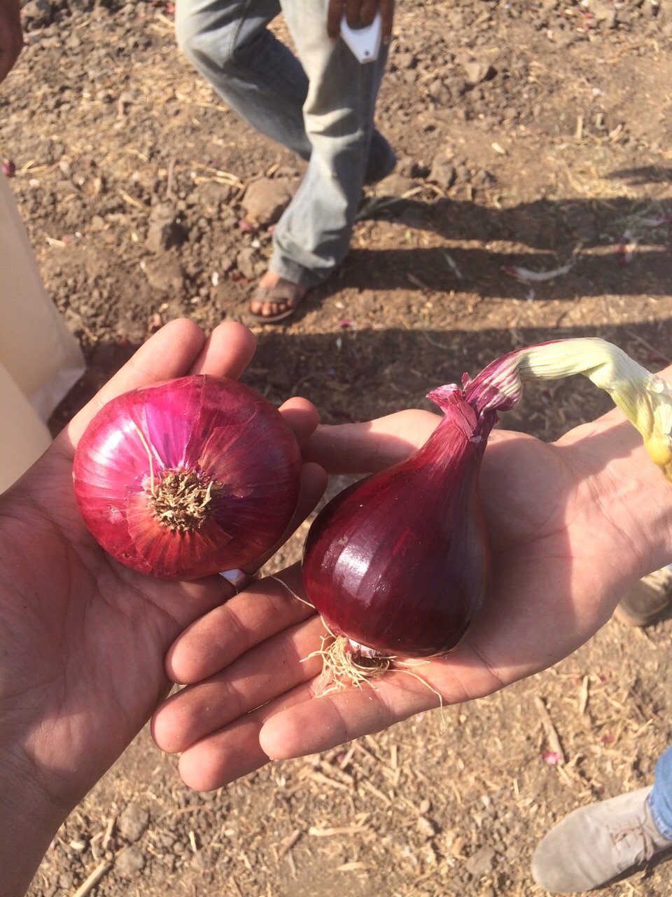 Fresh onions link